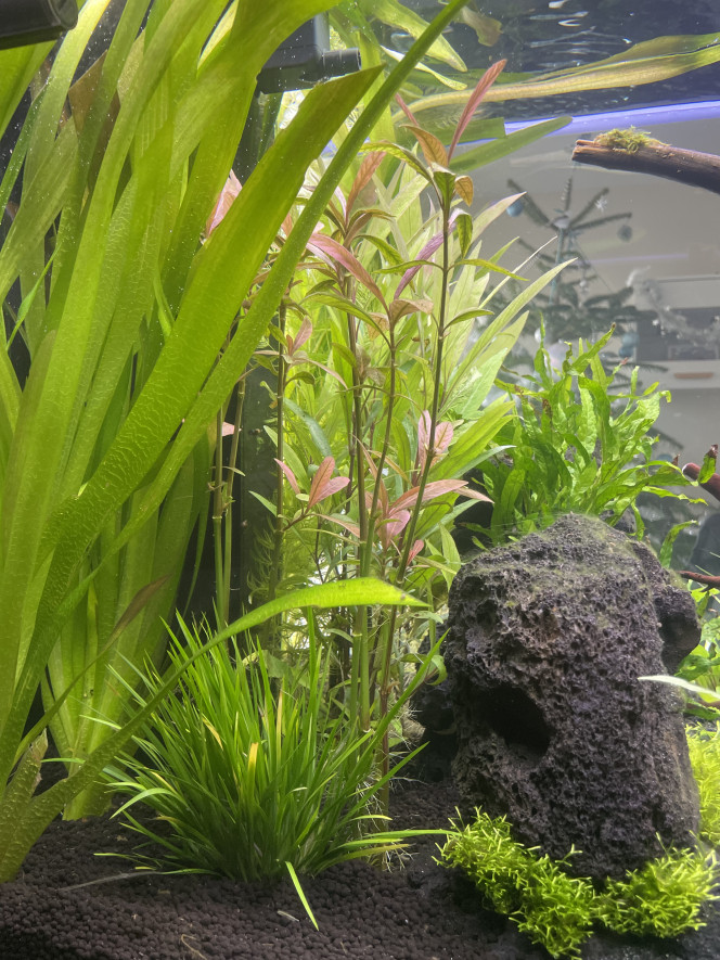 Hygrophila augustifolia red In progress
