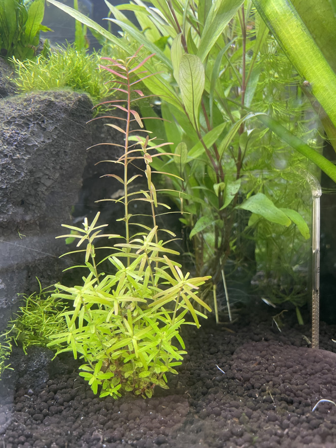 Rotala rotundifolia In progress