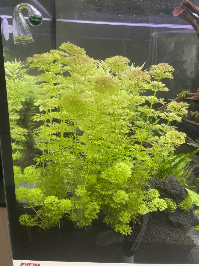 Limnophila  aquatica In progress