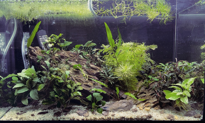 aquarium bucephalandra 