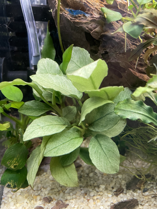 aquarium bucephalandra 