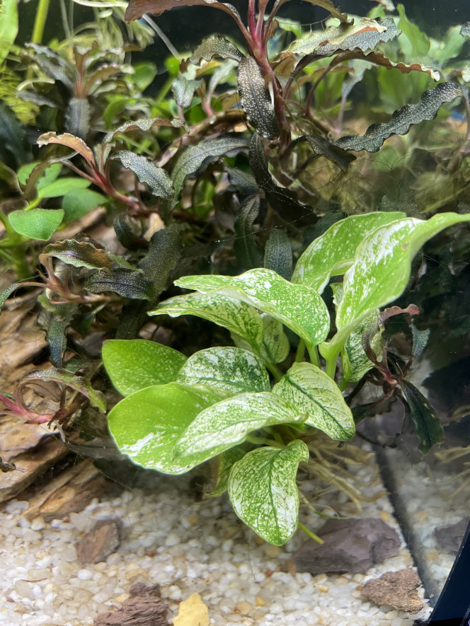 aquarium bucephalandra 