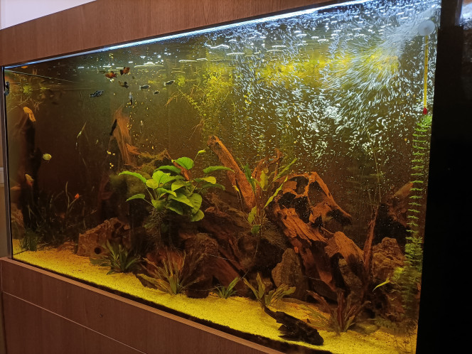 Photographie du post de Pleco 