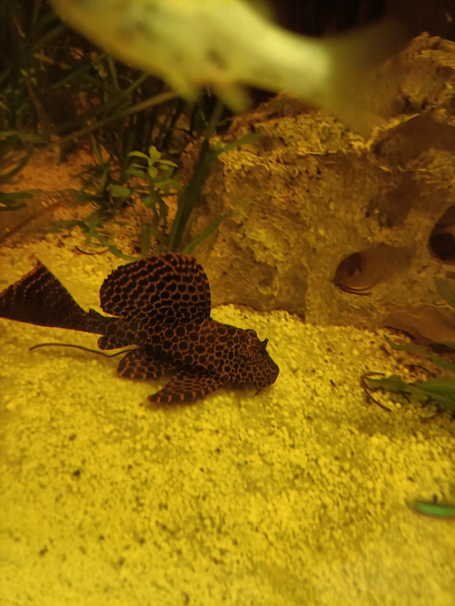 Photographie du post de Pleco 