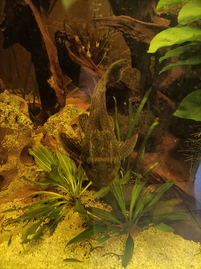 Photographie du post de Pleco 