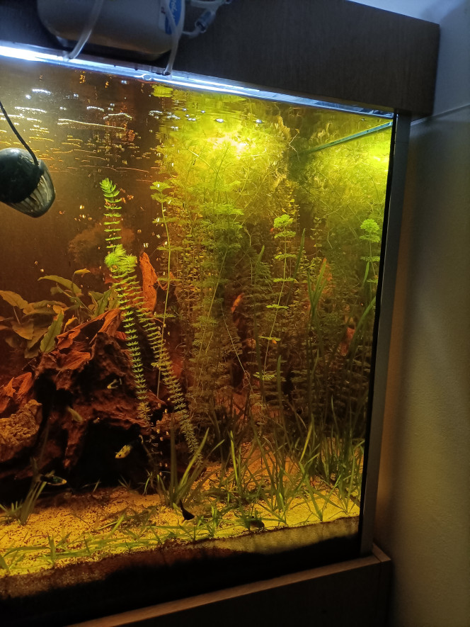 Photographie du post de Pleco 