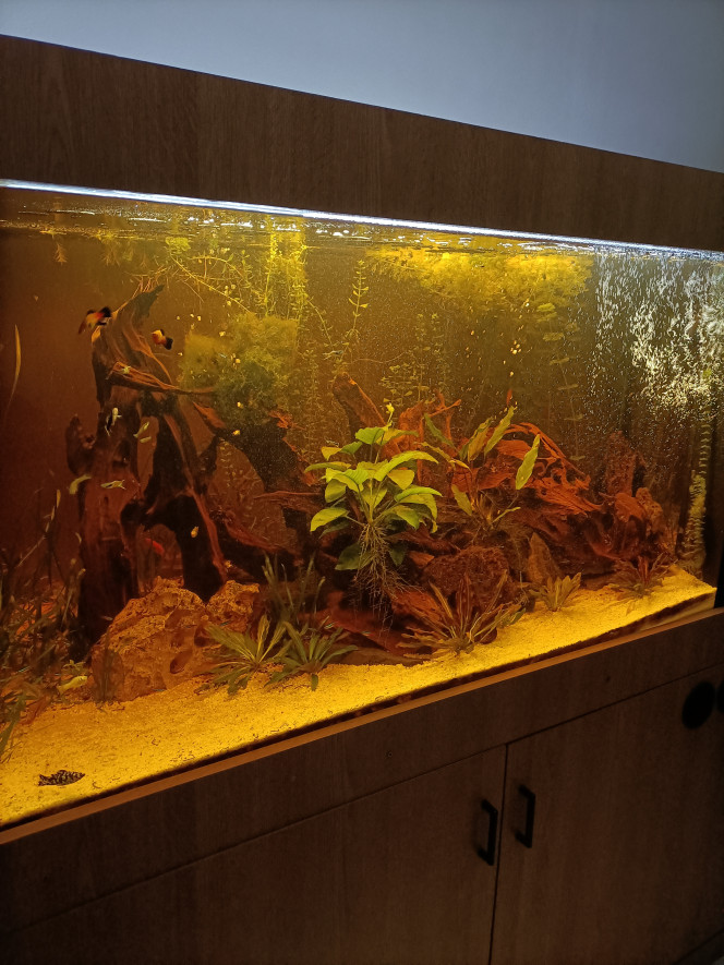Photographie du post de Pleco 