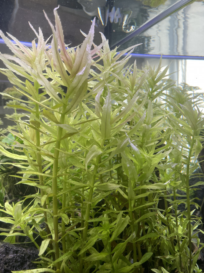 Photographie du post de Rasbora34 