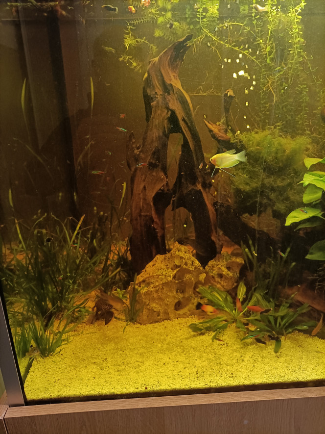 Photographie du post de Pleco 