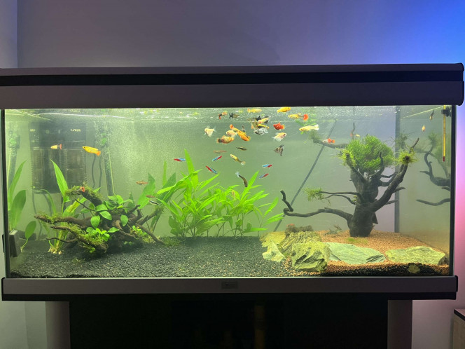  Guppy
- Femelle: 10
- Mâle: 5

Molly 
- Femelle: 2
- Mâle: 2

Platy 
- Femelle: 4
- Male:3 

Néon 
- Bleu: 5
- Rose: 3
- Noir: 2

Veuve noir 
- Noir: 3 
- Blanc: 3

Corydoras 
- Albinos: 3
- Paleatus: 3
- Pandas: 2
- Tigres: 2
Mise en eau le 13 novembre, avec l’eau de mon ancien aquarium