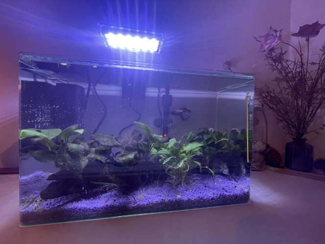  Aquarium de 25L pour Betta