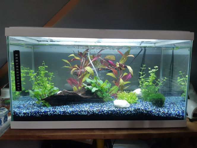  Petit aquarium deviendra grand ! La patience de la création et le cheminement du paysage deviennent presque plus intéressant que la finalité d'y mettre des habitants. Mais j'ai hâte quand même !
