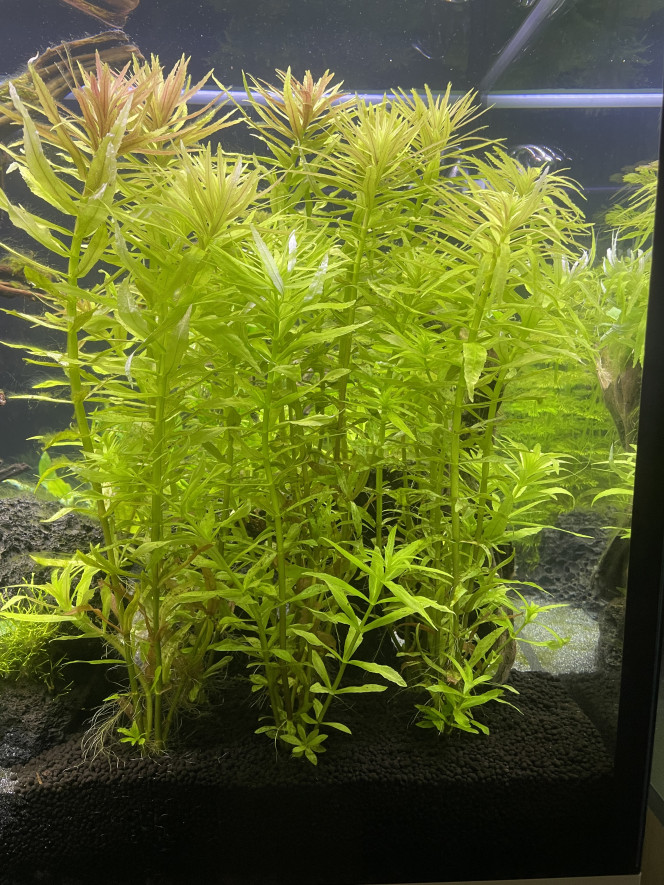 Taille limnophila aromatica Je voudrai savoir si quelqu’un avait déjà cultivé cette espèce et comment se passe la taille ? Raccourcir du haut en coupant dans l’aquarium où déraciner couper et replanter? J’ai cru comprendre qu’elles pouvaient dégager de la sève  et je voudrais éviter une tisane géante dans le bac?