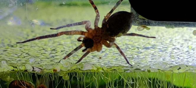 Photographie du post de MarleneMLX 