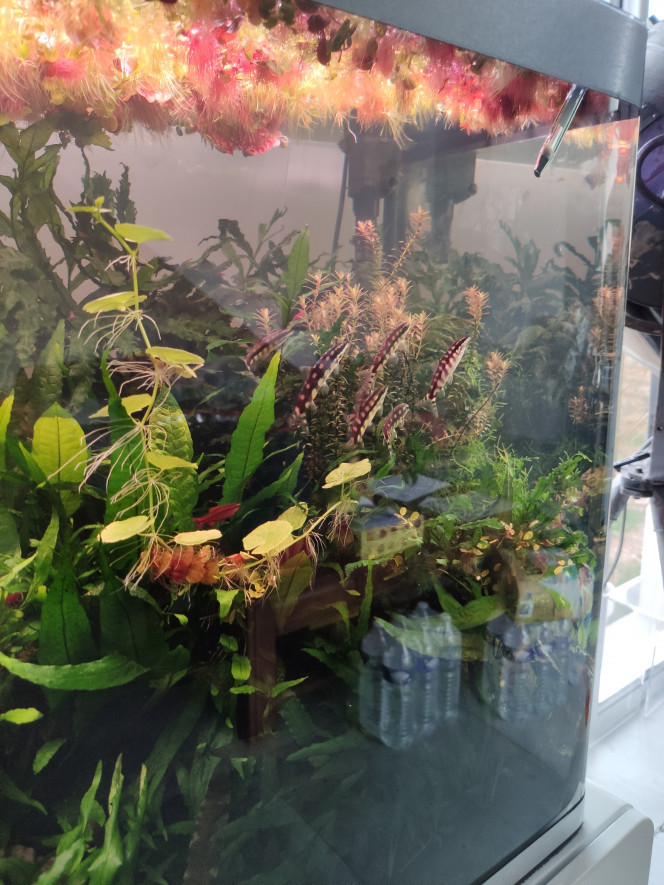 Sortie des sidthimunki Malgré un accident avec le CO2 (un événement similaire avait coûté la vie à  5 poissons en 2019...), voilà 7 sidthimunki qui sortent ! On en avait rajouté 4 au début de l'été, j'espère qu'ils sont juste cachés.... 
Photo floue ? avec mon téléphone impossible de prendre une photo correcte des sidthimunki !