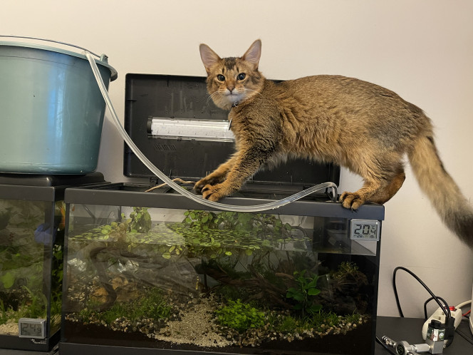 Plongera ? Plongera pas ? Un petit poisson chat comme assistant pour changer l’eau