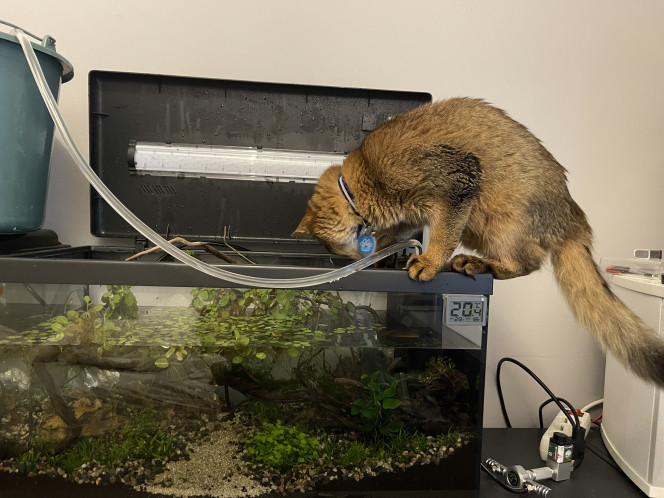 Plongera ? Plongera pas ? Un petit poisson chat comme assistant pour changer l’eau
