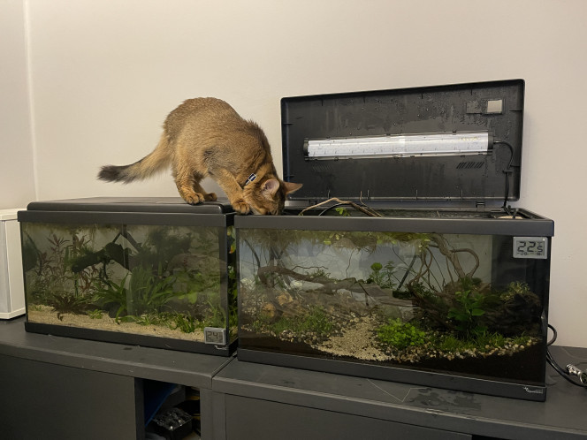 Plongera ? Plongera pas ? Un petit poisson chat comme assistant pour changer l’eau