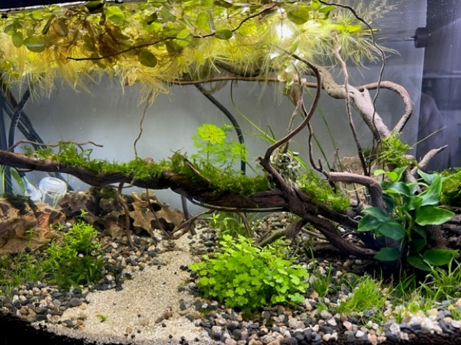 Developpement HydrocotyleTripartita et Vallisneria Nana Aquarium Killi Watch après une semaine. 
hydrocotyle et la vallisneria se développent. Deux plantes rapides pour concurrencer les algues. Sans oublier les plantes flottantes qui ont un aspect bénéfique sur l'équilibre global d'un aquarium. Les flottantes tamisent la lumière et captent les excès de nutriment. Elles se développent rapidement et il faut régulièrement en jeter.


n° de plante sur tropica.com
hydrocotyle : 18751
vallisneria : 4505
Mais je suppose qu'on en trouve chez d'autres producteurs.