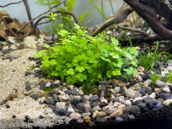 Developpement HydrocotyleTripartita et Vallisneria Nana Aquarium Killi Watch après une semaine. 
hydrocotyle et la vallisneria se développent. Deux plantes rapides pour concurrencer les algues. Sans oublier les plantes flottantes qui ont un aspect bénéfique sur l'équilibre global d'un aquarium. Les flottantes tamisent la lumière et captent les excès de nutriment. Elles se développent rapidement et il faut régulièrement en jeter.


n° de plante sur tropica.com
hydrocotyle : 18751
vallisneria : 4505
Mais je suppose qu'on en trouve chez d'autres producteurs.
