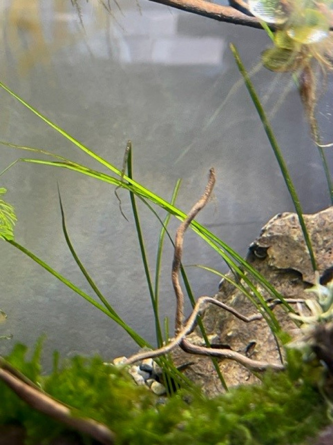 Developpement HydrocotyleTripartita et Vallisneria Nana Aquarium Killi Watch après une semaine. 
hydrocotyle et la vallisneria se développent. Deux plantes rapides pour concurrencer les algues. Sans oublier les plantes flottantes qui ont un aspect bénéfique sur l'équilibre global d'un aquarium. Les flottantes tamisent la lumière et captent les excès de nutriment. Elles se développent rapidement et il faut régulièrement en jeter.


n° de plante sur tropica.com
hydrocotyle : 18751
vallisneria : 4505
Mais je suppose qu'on en trouve chez d'autres producteurs.