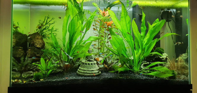 Mon aquarium de 200l L'aquarium est habité par une quarantaine de poissons (dont 13 poissons de fond), une cinquantaine de crevettes (redcherry) et 6 escargots.