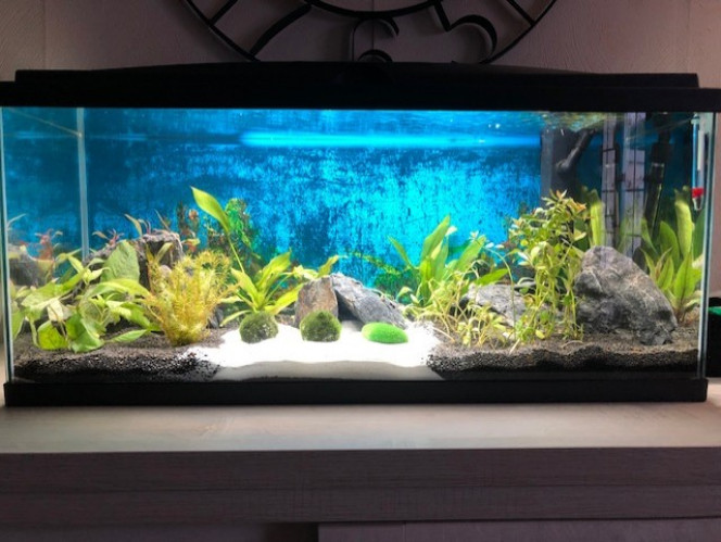 Debut de l'aquarium Début avec des petit changement de décor.