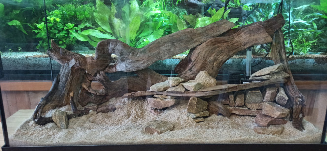 100L Diminutus Le 60L va bientôt changer de nom car compte tenu de la reproduction exubérante, la population explose. 
Le déménagement des écrevisses donnera lieu à un nouveau comptage. 
En attendant, le hardscape prend forme.
