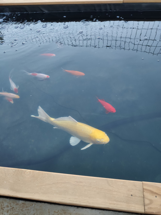 Poissons au petit matin Le bassin est terminé, les poissons introduits depuis samedi dernier ? je posterai d'autres photos lorsque j'aurai installé les premières plantes...