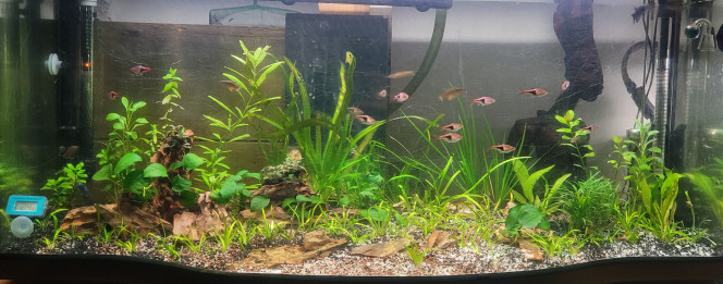  Quelques plantes en plus vu que les Corydoras sont tous morts(sauf un)..ils ne pourront plus gratter les morceaux cailloux coupants..