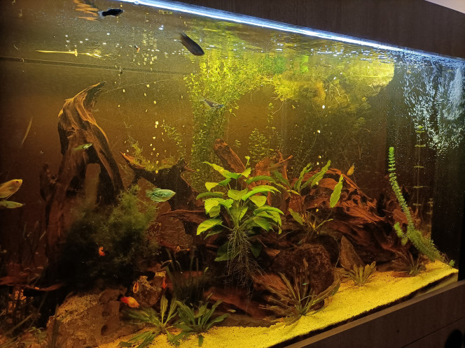 Photographie du post de Pleco 
