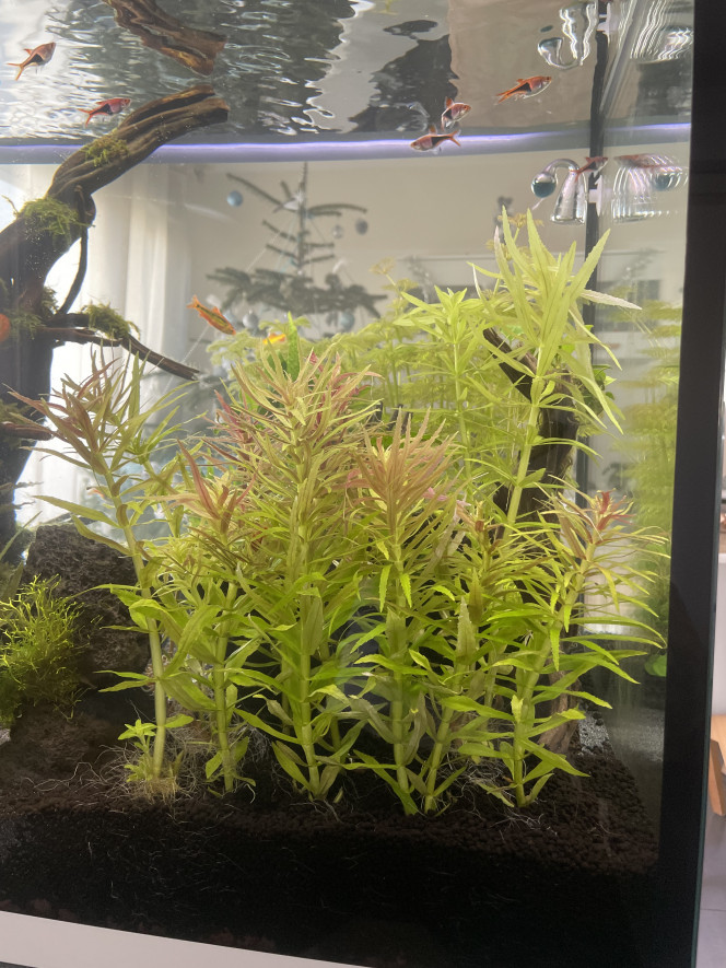 Limnophila aromatica Élagage et taille du jour ( ça pousse trop vite !!)
