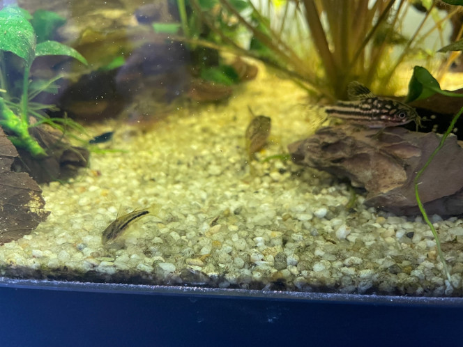 Reproduction Corydoras Nanus Bébé de la première ponte qui se nourrie avec les adultes.