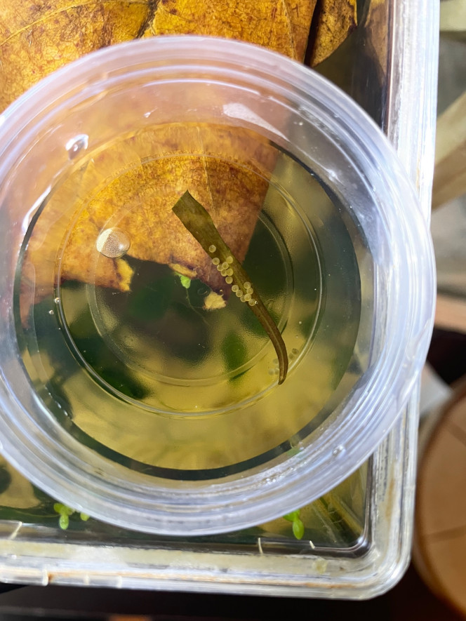 Reproduction Corydoras Nanus Nouvelle ponte mise en observation dans une coupelle, 21 œufs pour le moment. 
Plusieurs autres grappes dans le pondoir.