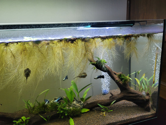 Biotope Amazonien 