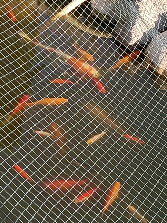 Photographie du post de Pleco 