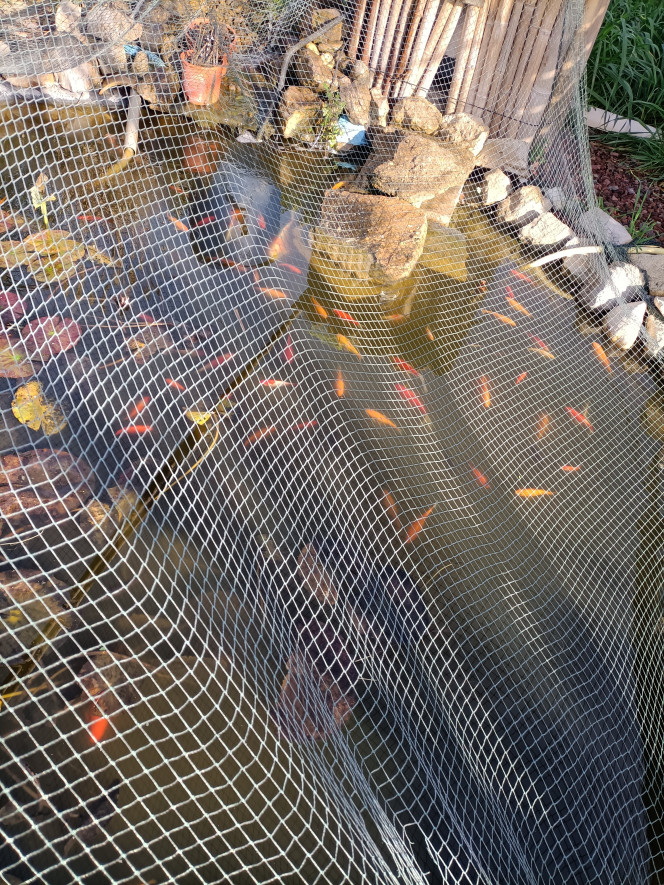 Photographie du post de Pleco 