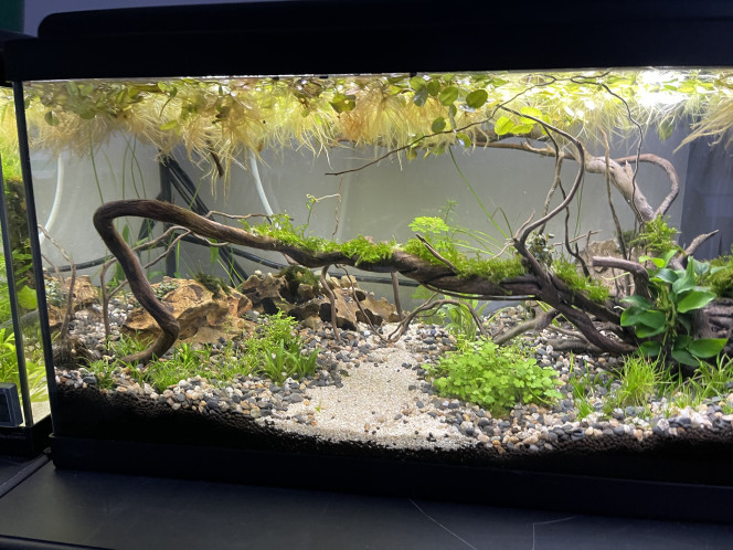 Évolution Killi Watch - 60l sol technique Aquarium démarré il y a 3 semaines. 
Sol Ada Amazonia v2, un sol technique qui diminue le kh et fixe le pH à 6. Avec l’ajout de CO2 celui-ci descend à 5.5
Utilisation d’eau osmosée enrichie de GH+
Les plantes commencent à se développer. Aucun ajout d’engrais. Aucune algue.
Le pique de nitrite est passé.
Filtration avec Seachem Matrix et Saechem Purigen
L’effet du Purigen est remarquable… l’eau est d’une limpidité cristalline. Une seule petite éponge suffit.