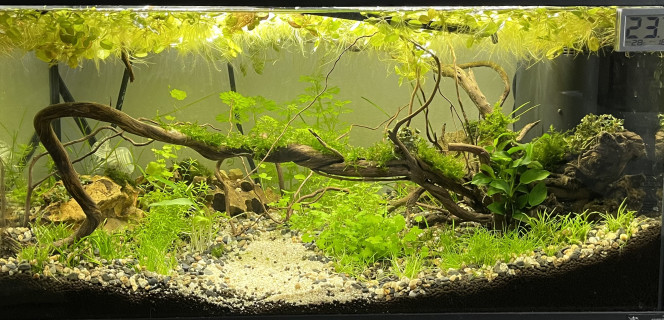 Évolution Killi Watch - 60l sol technique Aquarium démarré il y a 3 semaines. 
Sol Ada Amazonia v2, un sol technique qui diminue le kh et fixe le pH à 6. Avec l’ajout de CO2 celui-ci descend à 5.5
Utilisation d’eau osmosée enrichie de GH+
Les plantes commencent à se développer. Aucun ajout d’engrais. Aucune algue.
Le pique de nitrite est passé.
Filtration avec Seachem Matrix et Saechem Purigen
L’effet du Purigen est remarquable… l’eau est d’une limpidité cristalline. Une seule petite éponge suffit.