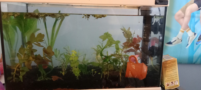  Aquarium crevettes et escargot.