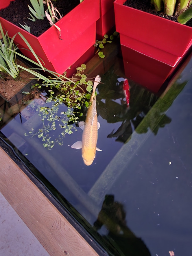Photo du soir... ? Mes jolis garçons, Nishiki le koi et Haku le poisson rouge...