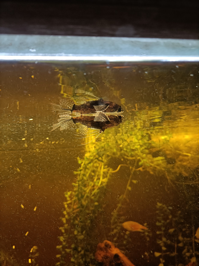 Photographie du post de Pleco 