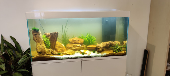 Introduction des première plantes 
