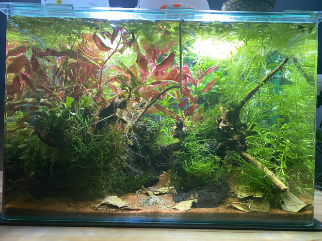 Changement de décor Je n’étais pas pleinement satisfaite du décor de cet aquarium et ça me frustrait alors j’ai changé une racine et déplacé quelques plantes du côté droit