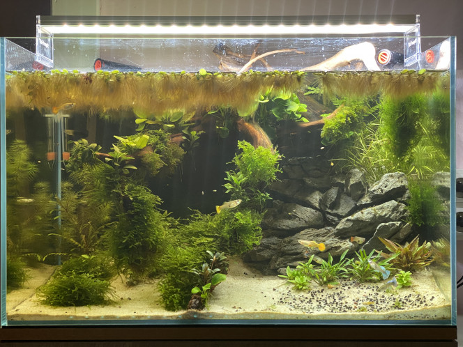  J’arrête pas de prendre des photos de mes aquariums ?‍♀️