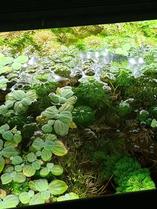 Photographie du post de Pleco 