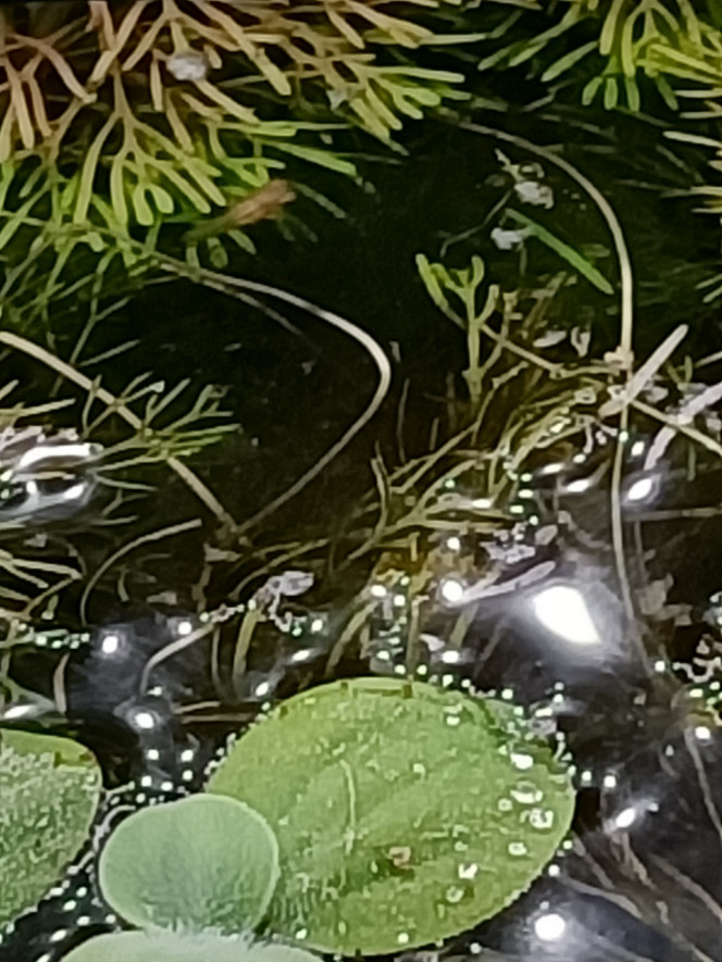 Photographie du post de Pleco 