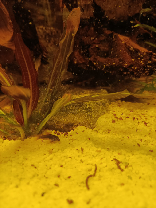 Photographie du post de Pleco 