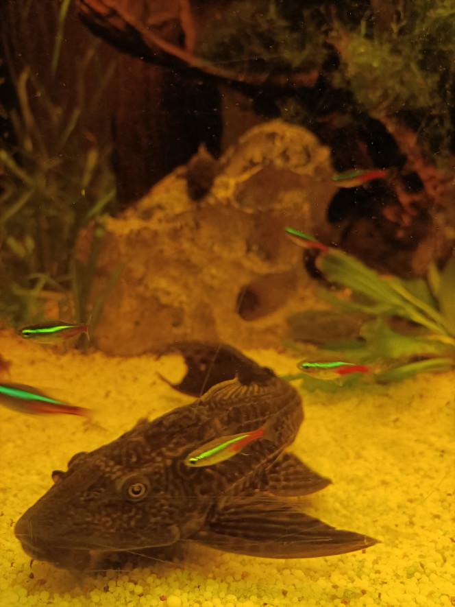 Photographie du post de Pleco 