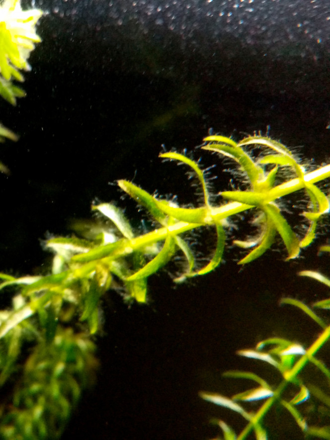 Les algues, un fertilisant de fond